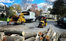 Best Tree Cabling and Bracing  in Hilbert, WI