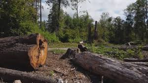 Best Tree Removal  in Hilbert, WI