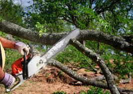 Best Leaf Removal  in Hilbert, WI