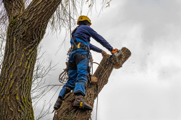 Best Tree Risk Assessment  in Hilbert, WI