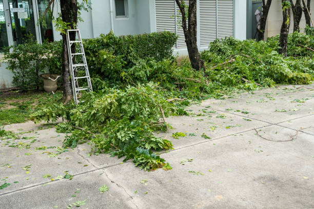Best Root Management and Removal  in Hilbert, WI