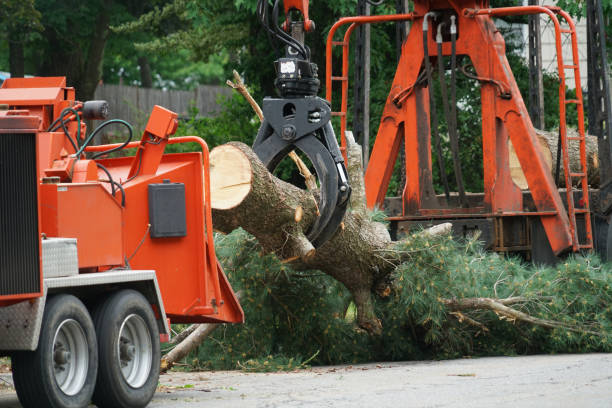 Best Hazardous Tree Removal  in Hilbert, WI