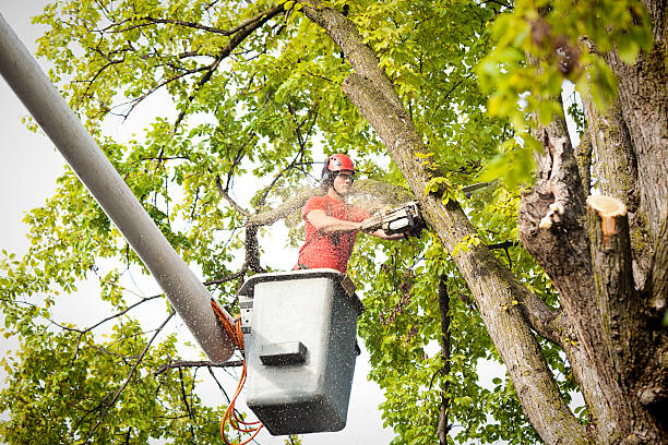 Best Pest Control for Lawns  in Hilbert, WI