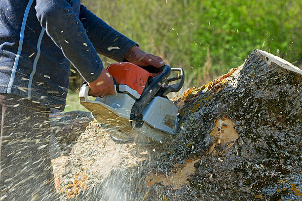  Hilbert, WI Tree Removal Pros
